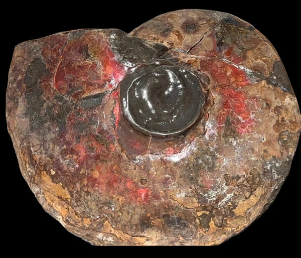 6.61" Ammolite Placenticeras Intercalare ***Free Shipping***  AF-131 Ammolite  Ammonite Fossil