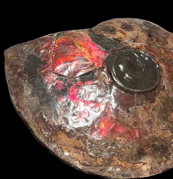 6.61" Ammolite Placenticeras Intercalare ***Free Shipping***  AF-131 Ammolite  Ammonite Fossil