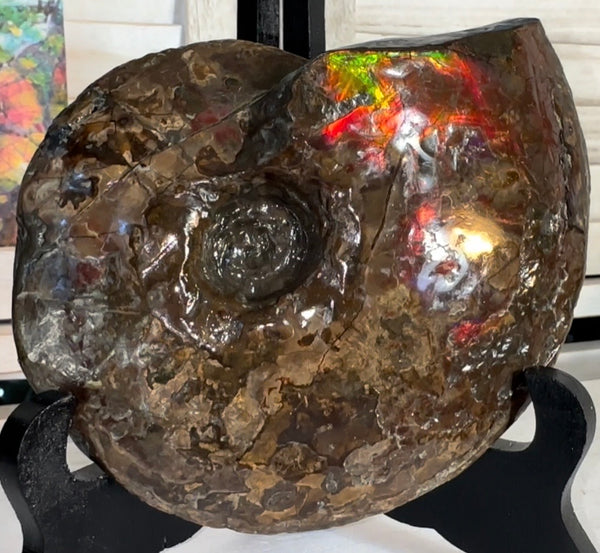6.61" Ammolite Placenticeras Intercalare ***Free Shipping***  AF-131 Ammolite  Ammonite Fossil