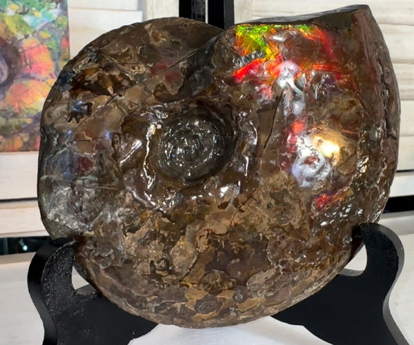 6.61" Ammolite Placenticeras Intercalare ***Free Shipping***  AF-131 Ammolite  Ammonite Fossil