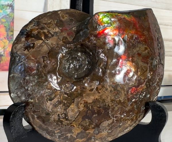 6.61" Ammolite Placenticeras Intercalare ***Free Shipping***  AF-131 Ammolite  Ammonite Fossil