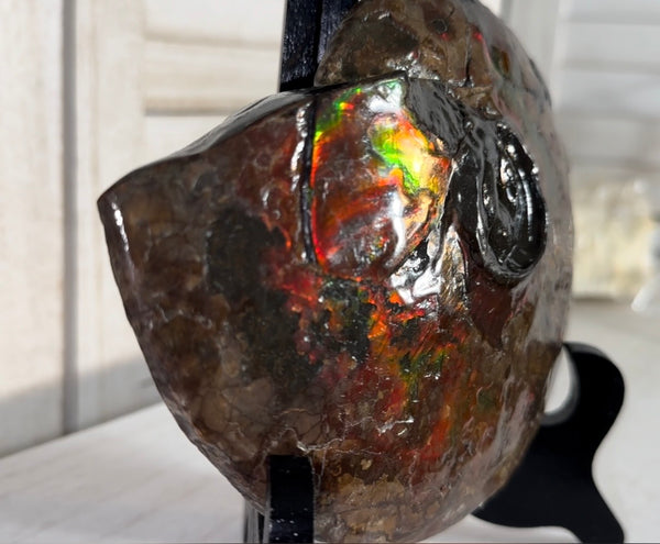 6.61" Ammolite Placenticeras Intercalare ***Free Shipping***  AF-131 Ammolite  Ammonite Fossil