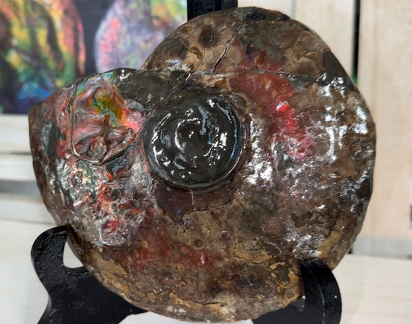 6.61" Ammolite Placenticeras Intercalare ***Free Shipping***  AF-131 Ammolite  Ammonite Fossil