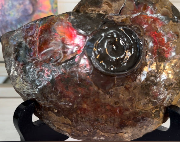 6.61" Ammolite Placenticeras Intercalare ***Free Shipping***  AF-131 Ammolite  Ammonite Fossil