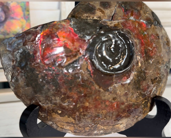 6.61" Ammolite Placenticeras Intercalare ***Free Shipping***  AF-131 Ammolite  Ammonite Fossil