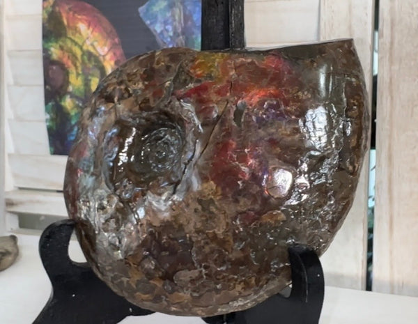 6.61" Ammolite Placenticeras Intercalare ***Free Shipping***  AF-131 Ammolite  Ammonite Fossil