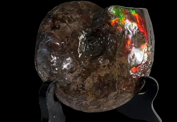 6.61" Ammolite Placenticeras Intercalare ***Free Shipping***  AF-131 Ammolite  Ammonite Fossil