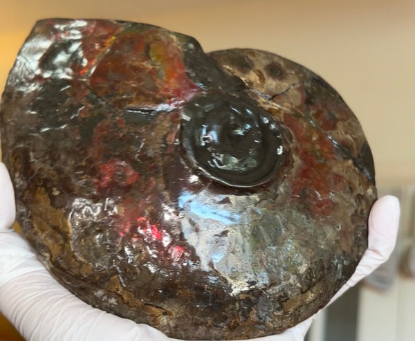 6.61" Ammolite Placenticeras Intercalare ***Free Shipping***  AF-131 Ammolite  Ammonite Fossil