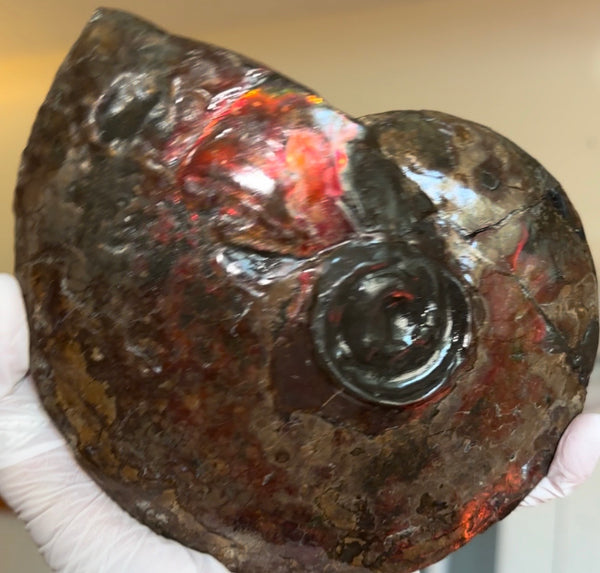 6.61" Ammolite Placenticeras Intercalare ***Free Shipping***  AF-131 Ammolite  Ammonite Fossil