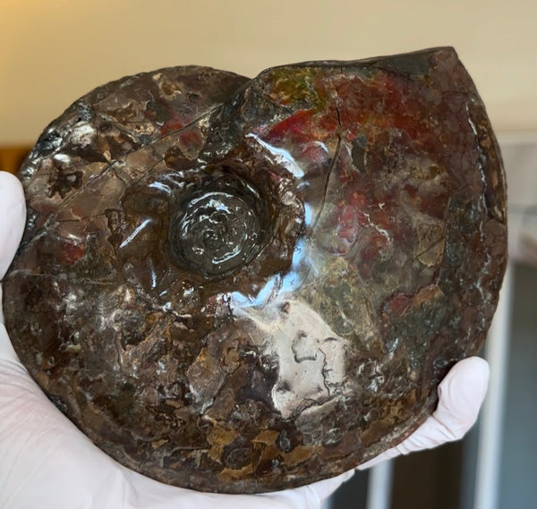6.61" Ammolite Placenticeras Intercalare ***Free Shipping***  AF-131 Ammolite  Ammonite Fossil