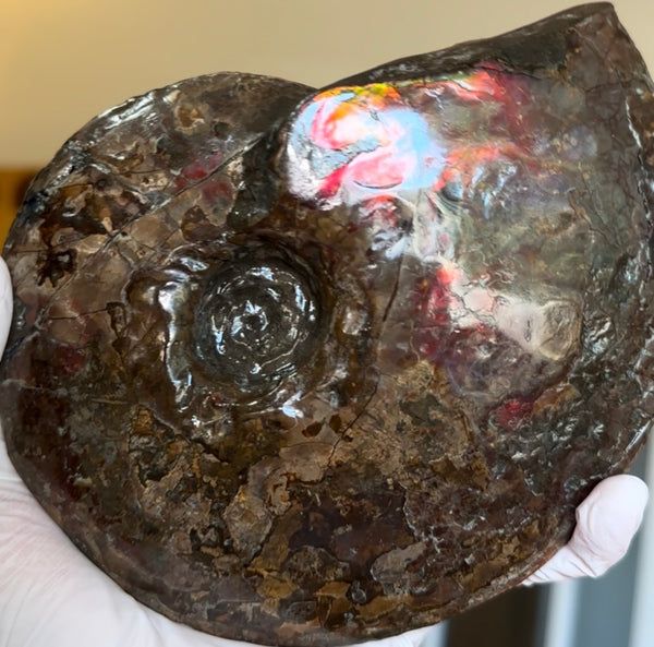 6.61" Ammolite Placenticeras Intercalare ***Free Shipping***  AF-131 Ammolite  Ammonite Fossil