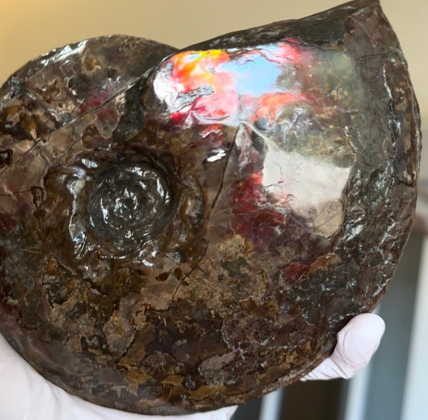 6.61" Ammolite Placenticeras Intercalare ***Free Shipping***  AF-131 Ammolite  Ammonite Fossil