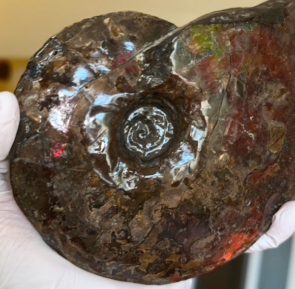 6.61" Ammolite Placenticeras Intercalare ***Free Shipping***  AF-131 Ammolite  Ammonite Fossil