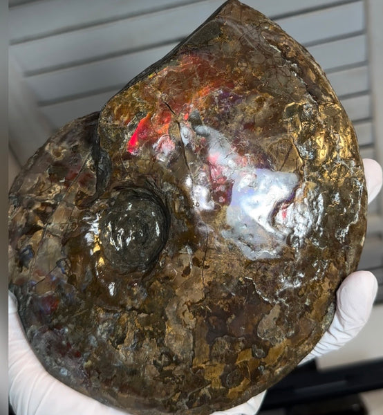 6.61" Ammolite Placenticeras Intercalare ***Free Shipping***  AF-131 Ammolite  Ammonite Fossil