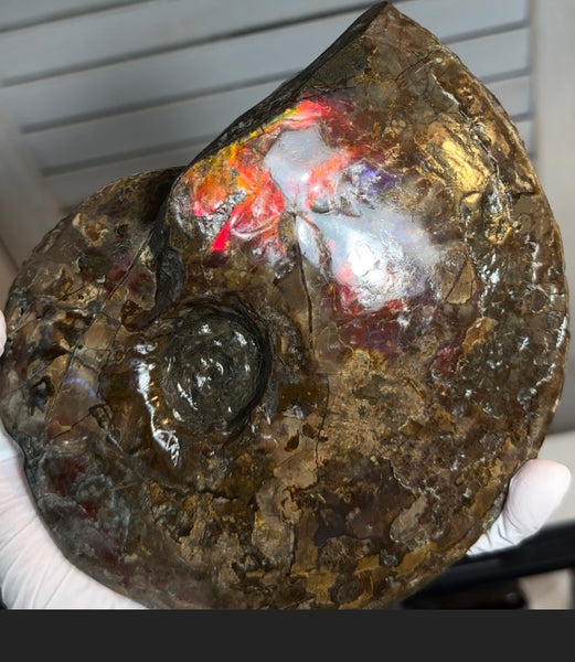 6.61" Ammolite Placenticeras Intercalare ***Free Shipping***  AF-131 Ammolite  Ammonite Fossil