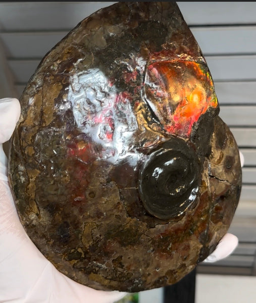 6.61" Ammolite Placenticeras Intercalare ***Free Shipping***  AF-131 Ammolite  Ammonite Fossil