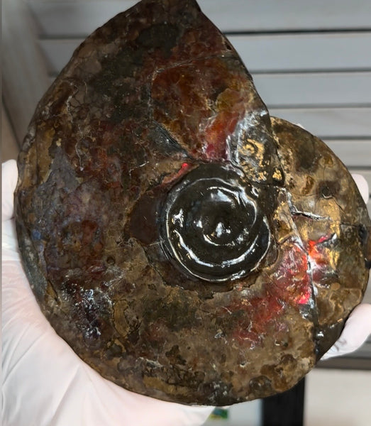 6.61" Ammolite Placenticeras Intercalare ***Free Shipping***  AF-131 Ammolite  Ammonite Fossil