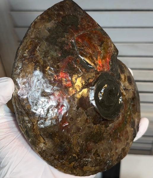 6.61" Ammolite Placenticeras Intercalare ***Free Shipping***  AF-131 Ammolite  Ammonite Fossil