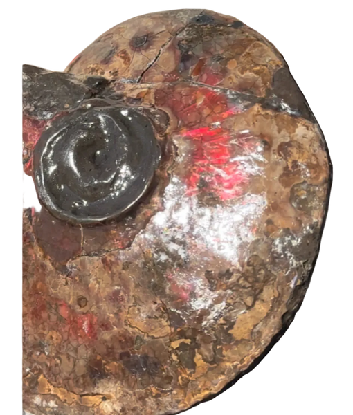 6.61" Ammolite Placenticeras Intercalare ***Free Shipping***  AF-131 Ammolite  Ammonite Fossil