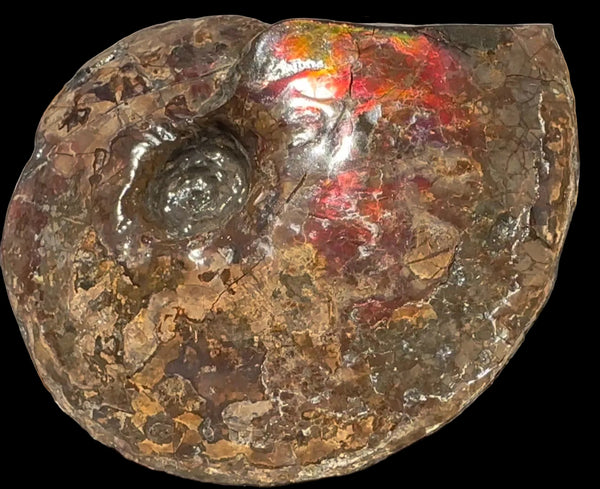 6.61" Ammolite Placenticeras Intercalare ***Free Shipping***  AF-131 Ammolite  Ammonite Fossil