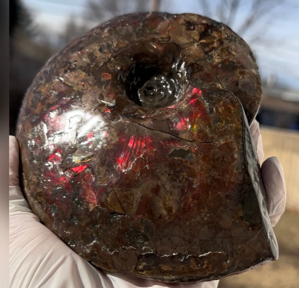 6.61" Ammolite Placenticeras Intercalare ***Free Shipping***  AF-131 Ammolite  Ammonite Fossil