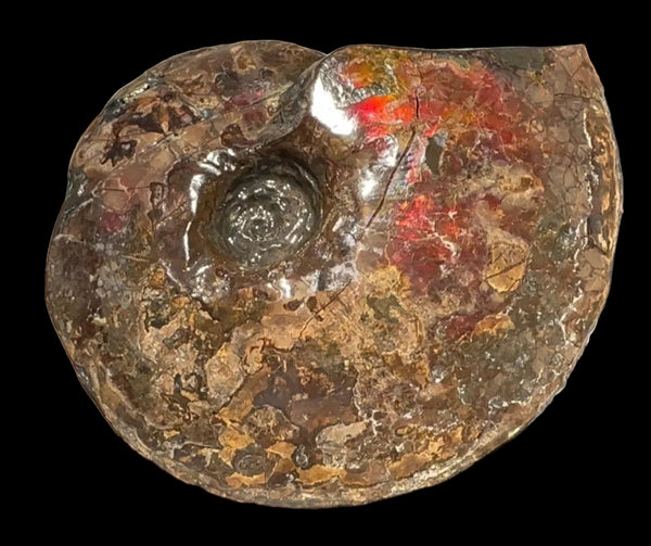 6.61" Ammolite Placenticeras Intercalare ***Free Shipping***  AF-131 Ammolite  Ammonite Fossil