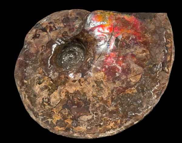 6.61" Ammolite Placenticeras Intercalare ***Free Shipping***  AF-131 Ammolite  Ammonite Fossil