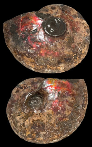 6.61" Ammolite Placenticeras Intercalare ***Free Shipping***  AF-131 Ammolite  Ammonite Fossil