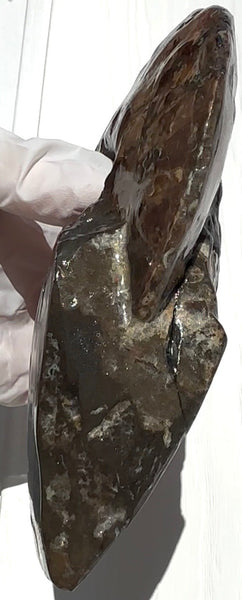 6.61" Ammolite Placenticeras Intercalare ***Free Shipping***  AF-131 Ammolite  Ammonite Fossil