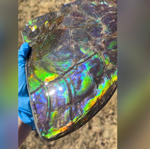 Make an offer! Ammolite ,Placenticeras costatum Section Piece,Double-Sided Rainbow, Specimen, Fossil,Ammonite, Collector Stone,Home decor,**FREE SHIPPING***　AF-132