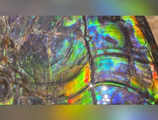 Make an offer! Ammolite ,Placenticeras costatum Section Piece,Double-Sided Rainbow, Specimen, Fossil,Ammonite, Collector Stone,Home decor,**FREE SHIPPING***　AF-132