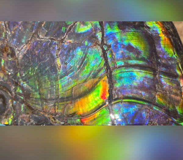 Make an offer! Ammolite ,Placenticeras costatum Section Piece,Double-Sided Rainbow, Specimen, Fossil,Ammonite, Collector Stone,Home decor,**FREE SHIPPING***　AF-132