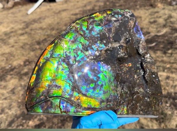 Make an offer! Ammolite ,Placenticeras costatum Section Piece,Double-Sided Rainbow, Specimen, Fossil,Ammonite, Collector Stone,Home decor,**FREE SHIPPING***　AF-132