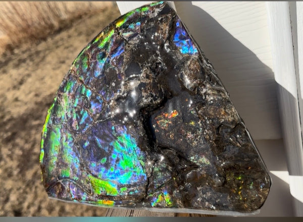 Make an offer! Ammolite ,Placenticeras costatum Section Piece,Double-Sided Rainbow, Specimen, Fossil,Ammonite, Collector Stone,Home decor,**FREE SHIPPING***　AF-132