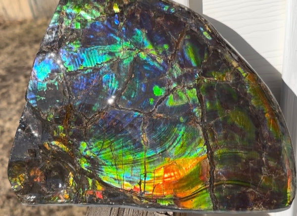 Make an offer! Ammolite ,Placenticeras costatum Section Piece,Double-Sided Rainbow, Specimen, Fossil,Ammonite, Collector Stone,Home decor,**FREE SHIPPING***　AF-132