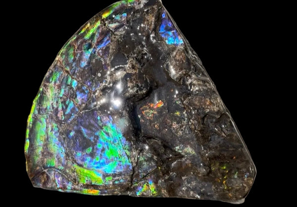 Make an offer! Ammolite ,Placenticeras costatum Section Piece,Double-Sided Rainbow, Specimen, Fossil,Ammonite, Collector Stone,Home decor,**FREE SHIPPING***　AF-132