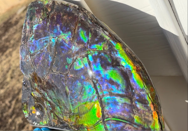 Make an offer! Ammolite ,Placenticeras costatum Section Piece,Double-Sided Rainbow, Specimen, Fossil,Ammonite, Collector Stone,Home decor,**FREE SHIPPING***　AF-132