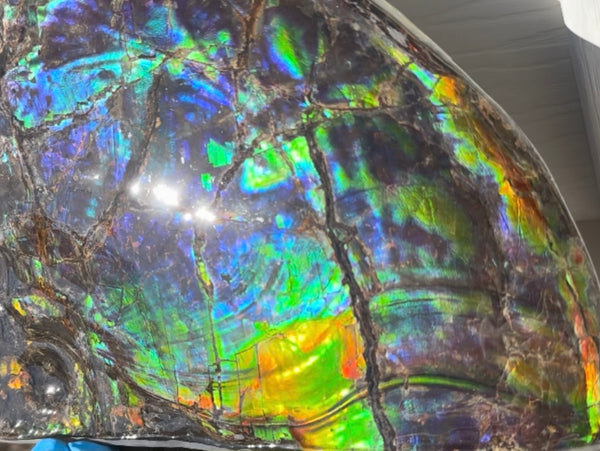 Make an offer! Ammolite ,Placenticeras costatum Section Piece,Double-Sided Rainbow, Specimen, Fossil,Ammonite, Collector Stone,Home decor,**FREE SHIPPING***　AF-132