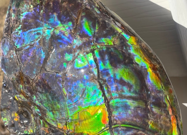 Make an offer! Ammolite ,Placenticeras costatum Section Piece,Double-Sided Rainbow, Specimen, Fossil,Ammonite, Collector Stone,Home decor,**FREE SHIPPING***　AF-132