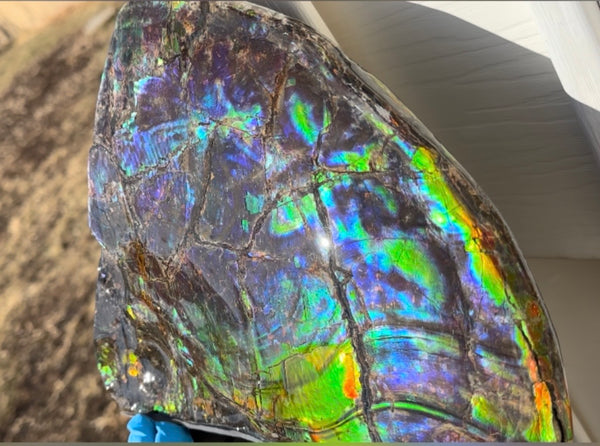 Make an offer! Ammolite ,Placenticeras costatum Section Piece,Double-Sided Rainbow, Specimen, Fossil,Ammonite, Collector Stone,Home decor,**FREE SHIPPING***　AF-132