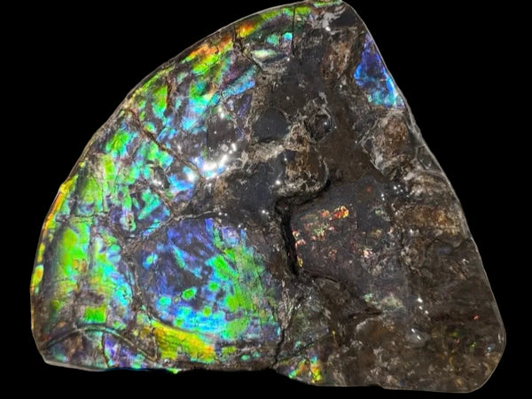 Make an offer! Ammolite ,Placenticeras costatum Section Piece,Double-Sided Rainbow, Specimen, Fossil,Ammonite, Collector Stone,Home decor,**FREE SHIPPING***　AF-132