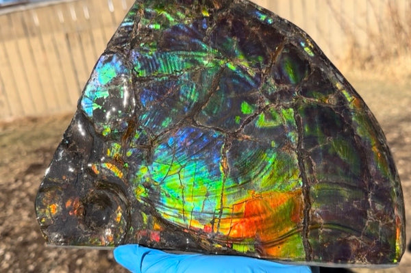 Make an offer! Ammolite ,Placenticeras costatum Section Piece,Double-Sided Rainbow, Specimen, Fossil,Ammonite, Collector Stone,Home decor,**FREE SHIPPING***　AF-132