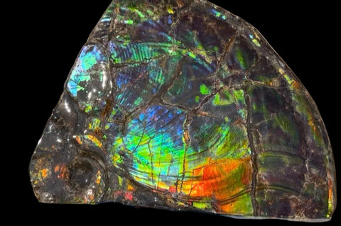 Make an offer! Ammolite ,Placenticeras costatum Section Piece,Double-Sided Rainbow, Specimen, Fossil,Ammonite, Collector Stone,Home decor,**FREE SHIPPING***　AF-132