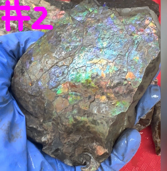 Make an offer! Rough Ammolite Materials – Collector’s Lot with Bonus Pieces,Free shipping!