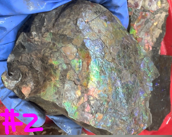Make an offer! Rough Ammolite Materials – Collector’s Lot with Bonus Pieces,Free shipping!