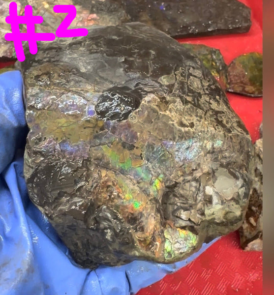 Make an offer! Rough Ammolite Materials – Collector’s Lot with Bonus Pieces,Free shipping!