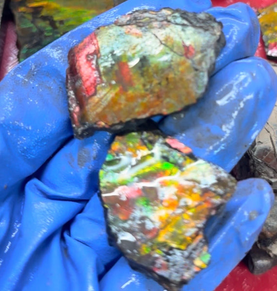 Make an offer! Rough Ammolite Materials – Collector’s Lot with Bonus Pieces,Free shipping!