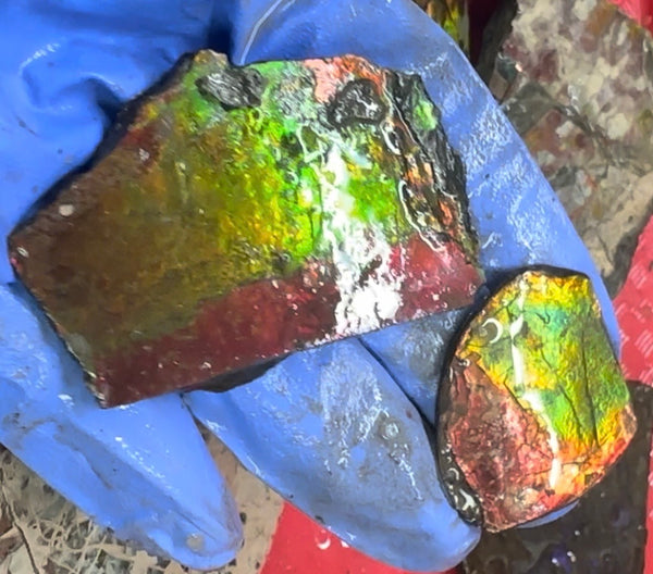 Make an offer! Rough Ammolite Materials – Collector’s Lot with Bonus Pieces,Free shipping!