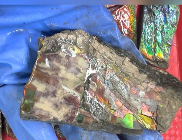 Make an offer! Rough Ammolite Materials – Collector’s Lot with Bonus Pieces,Free shipping!