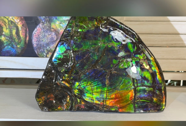 Make an offer! Ammolite ,Placenticeras costatum Section Piece,Double-Sided Rainbow, Specimen, Fossil,Ammonite, Collector Stone,Home decor,**FREE SHIPPING***　AF-132